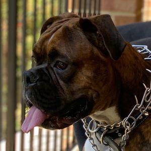 Meet your Posher, Rodney